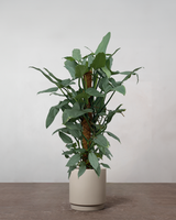 type=Simple krukke/color=Light Sand