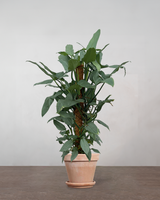 type=Terracotta krukke/color=Terracotta