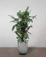 type=Glaseret krukke/color=Grå