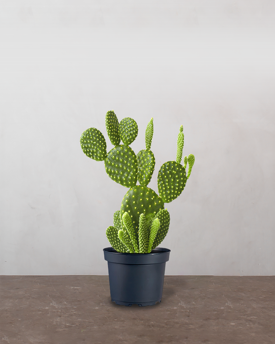 Mickey Mouse Kaktus, Opuntia microdasys