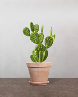 type=Terracotta krukke/color=Terracotta