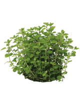 Spicy Oregano - 15-25 cm