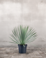 type=Ingen krukke/color=Ingen farve