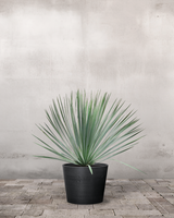 type=Greenify Udendørskrukke/color=Sort