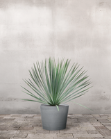 type=Greenify Udendørskrukke/color=Grå