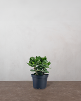 type=Ingen krukke/color=Ingen farve