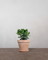 type=Terracotta krukke/color=Terracotta