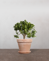 type=Terracotta krukke/color=Terracotta