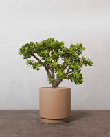 type=Simple krukke/color=Pale Terracotta