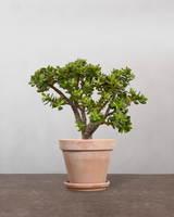 type=Terracotta krukke/color=Terracotta