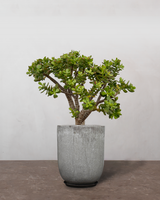 type=Glaseret krukke/color=Grå