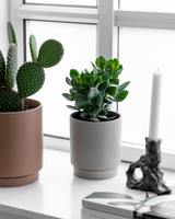 Paradistræ, Crassula ovata - 20-30 cm