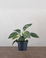 type=Ingen krukke/color=Ingen farve