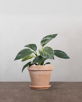 type=Terracotta krukke/color=Terracotta