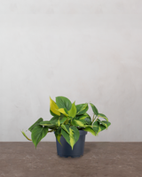 type=Ingen krukke/color=Ingen farve