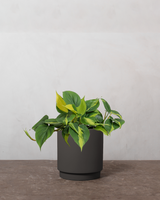 type=Simple krukke/color=Warm Black