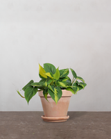 type=Terracotta krukke/color=Terracotta