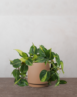 type=Simple krukke/color=Pale Terracotta