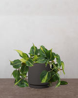 type=Simple krukke/color=Warm Black