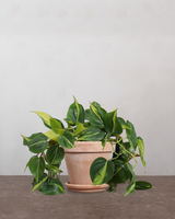 type=Terracotta krukke/color=Terracotta