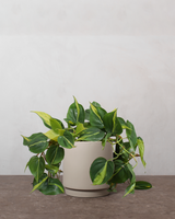 type=Simple krukke/color=Light Sand