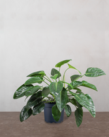 type=Ingen krukke/color=Ingen farve