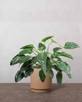 type=Simple krukke/color=Pale Terracotta