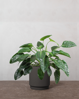 type=Simple krukke/color=Warm Black