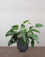 type=Vig krukke/color=Sort