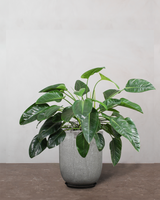 type=Glaseret krukke/color=Grå