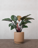 type=Simple krukke/color=Pale Terracotta