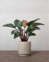 type=Simple krukke/color=Light Sand