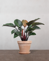 type=Terracotta krukke/color=Terracotta