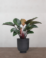 type=Vig krukke/color=Sort