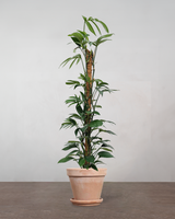 type=Terracotta krukke/color=Terracotta