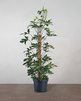 type=Ingen krukke/color=Ingen farve