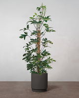 type=Simple krukke/color=Warm Black