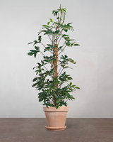 type=Terracotta krukke/color=Terracotta