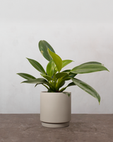 type=Simple krukke/color=Light Sand