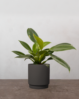 type=Simple krukke/color=Warm Black