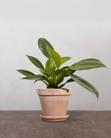 type=Terracotta krukke/color=Terracotta