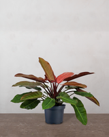 type=Ingen krukke/color=Ingen farve