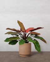 type=Simple krukke/color=Pale Terracotta