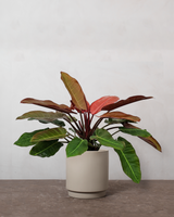 type=Simple krukke/color=Light Sand