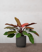 type=Simple krukke/color=Warm Black