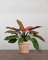 type=Terracotta krukke/color=Terracotta