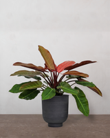 type=Vig krukke/color=Sort