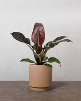 type=Simple krukke/color=Pale Terracotta