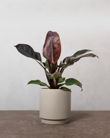 type=Simple krukke/color=Light Sand