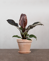 type=Terracotta krukke/color=Terracotta